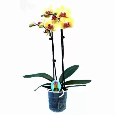 Фаленопсис Желто-красный 2 ствола
