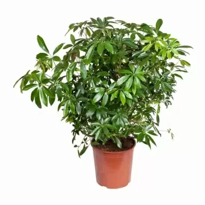 Шеффлера Компакта разветвленная