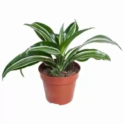 Драцена фрагранс Джейд Джевел