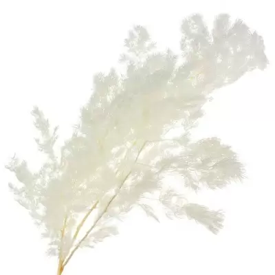 Аспарагус стабилизированный