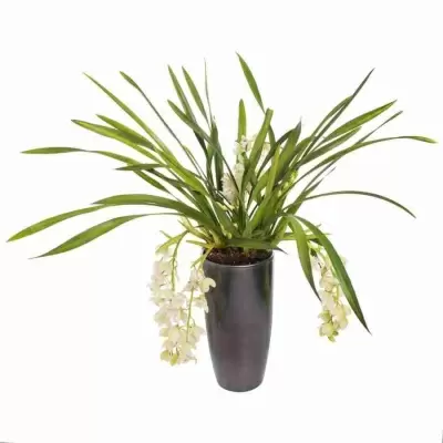 Цимбидиум Айс Каскад 