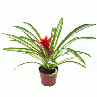 Гузмания Сью Анна