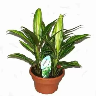 Кордилина Киви