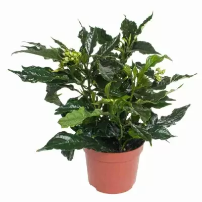 Клеродендрон Валичи