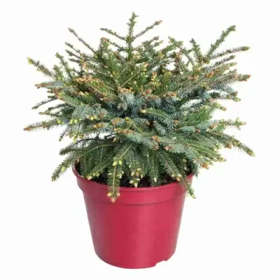 Ель сербская