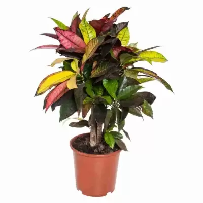 Кодиеум Нервиа