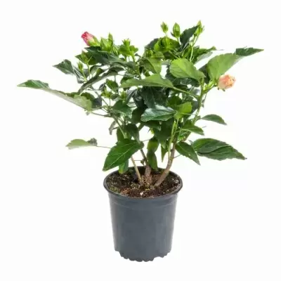 Гибискус махровый оранжевый