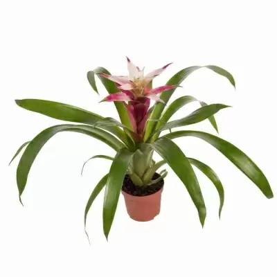 Гузмания Триколор