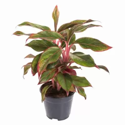 Аглаонема Сьюзи Аглаонема Сьюзи