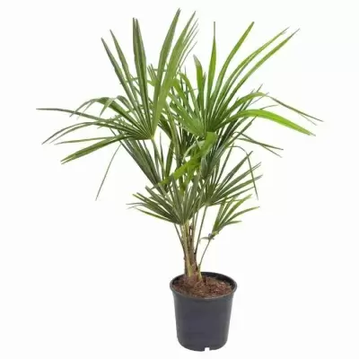 Трахикарпус Форчуна