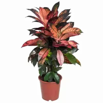 Кодиеум Миссис Айстон