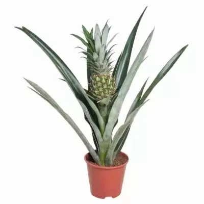 Ананас Чампака