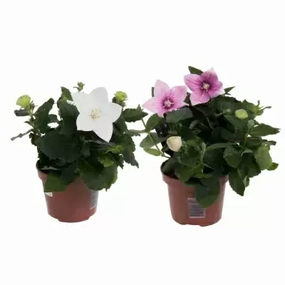 Платикодон микс