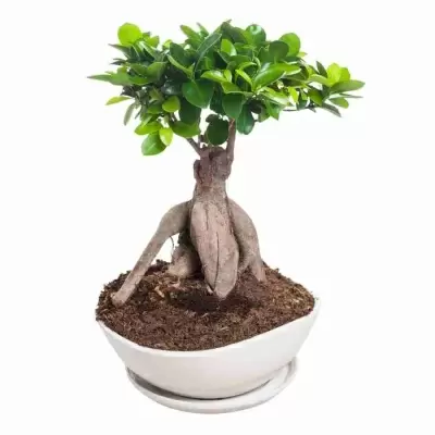 Бонсай фикус микрокарпа Женьшень