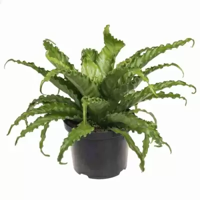 Асплениум Крисси Асплениум Крисси