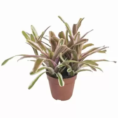 Нидулярия Вариегата Фаирбол