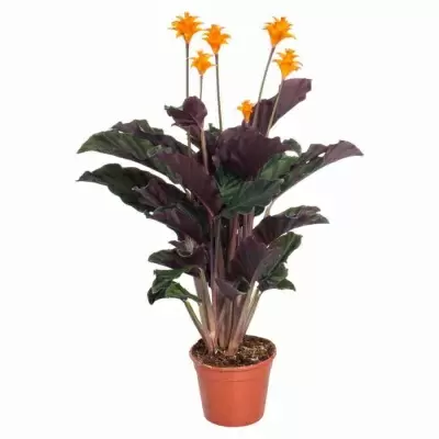 Калатея кроката Тассминия