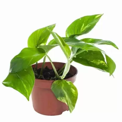 Эпипремнум Ауреум