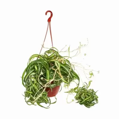 Хлорофитум Бонни ампельный Хлорофитум Бонни ампельный