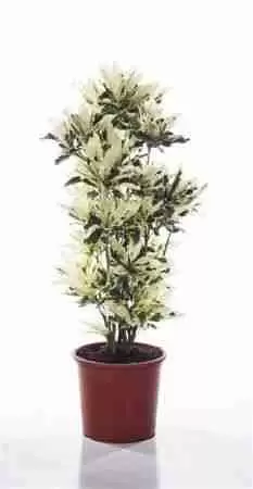 Кодиеум Тамара