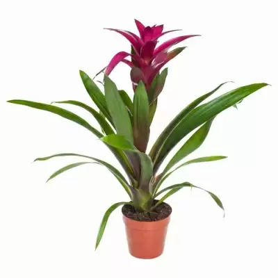 Гузмания Пэшн