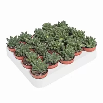 Эхеверия Блэк Принц