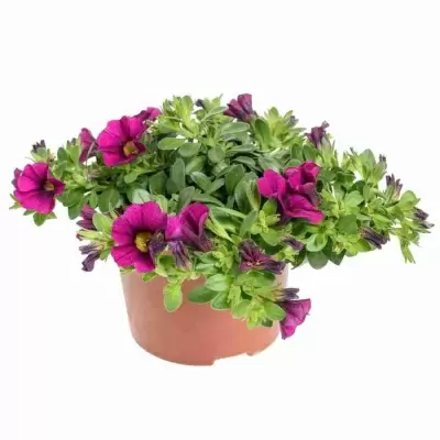 Сурфиния розовая