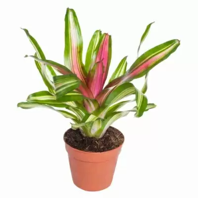 Неорегелия Фенси