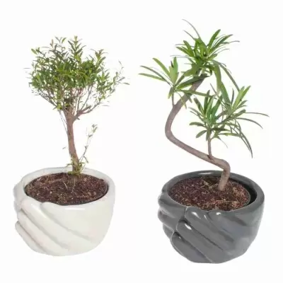 Бонсай Олива