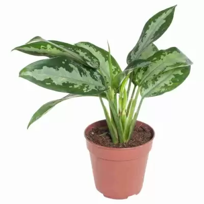 Аглаонема Юбилей