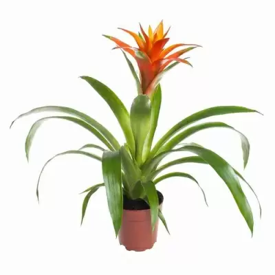 Гузмания Бас Маланья