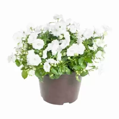 Кампанула махровая белая