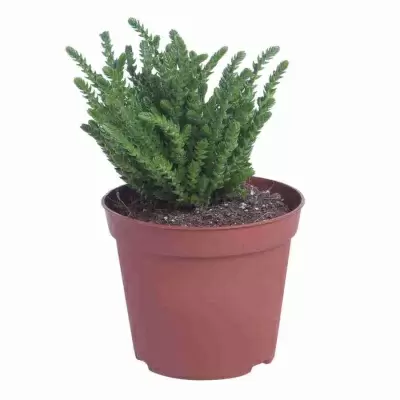 Крассула плауновидная