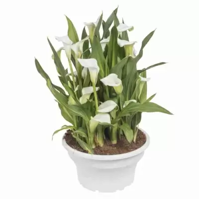 Калла Албомакулата