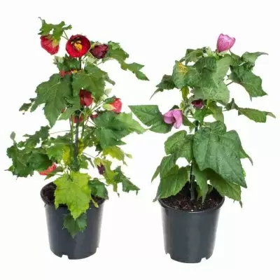 Абутилон Микс