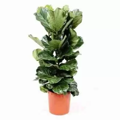 Фикус лировидный (лирата) 3 ст