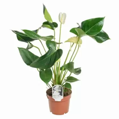 Антуриум андрианум Вайт Винтер