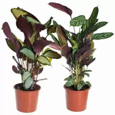 Калатея Микс