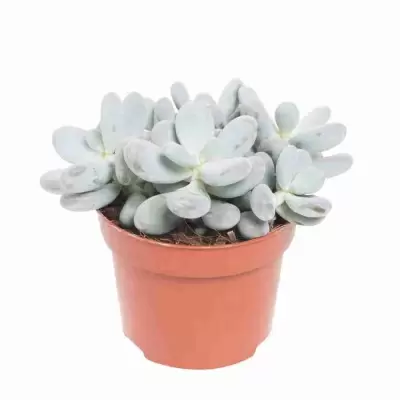 Крассула роджерси