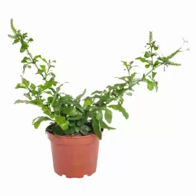 Плюмбаго ушковидное Плюмбаго ушковидное