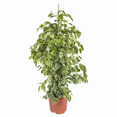 Фикус бенджамина Голд Моник