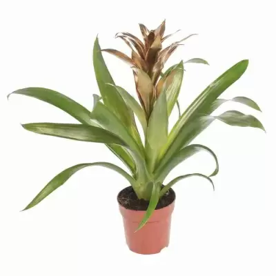 Гузмания Гоуд