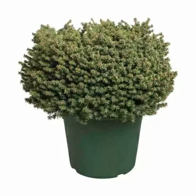 Ель сербская Нана