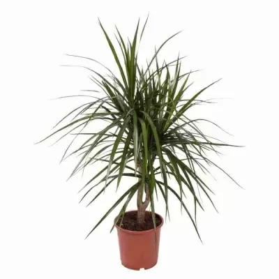 Драцена маргината 1 ствол