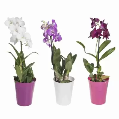 Дендробиум микс 1 ст