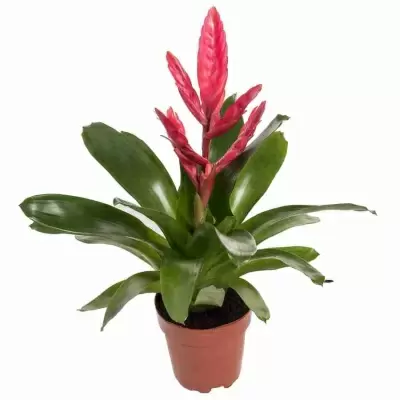 Вриезия Стрим розовая