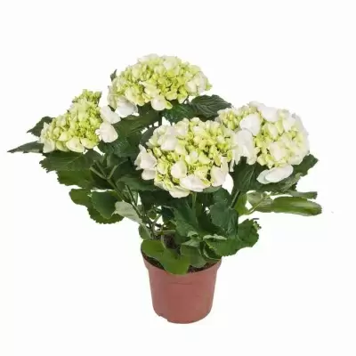 Гортензия Вуду  Гортензия Вуду