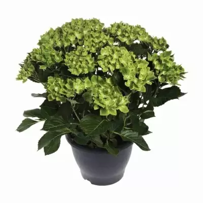 Гортензия Лайм Гортензия Лайм