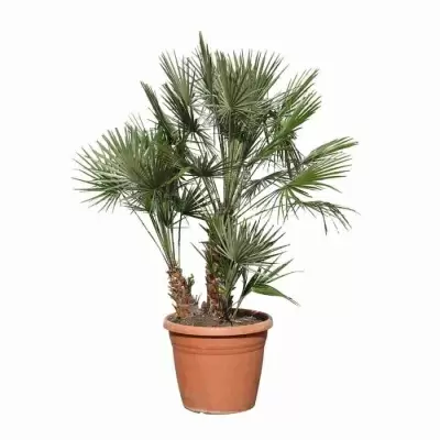 Хамеропс Приземистый Многоствольный