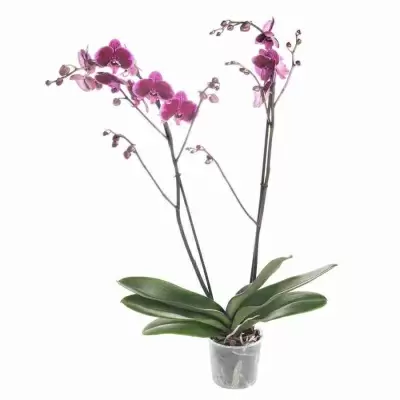 Фаленопсис Ли де Вин  Фаленопсис Ли де Вин